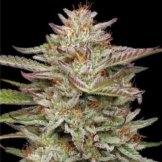 Banana OG (Humboldt Seed Company) Feminized
