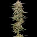 Banana OG (Humboldt Seed Company) Feminized