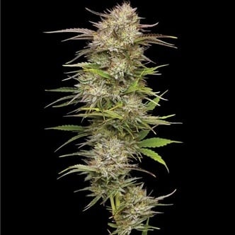 California Haze (Humboldt Seed Company) Feminized