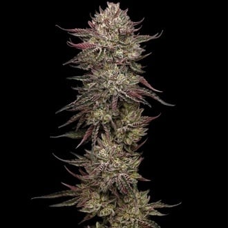 Chicken N’ Wafflez (Humboldt Seed Company) Feminized