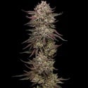 Chicken N’ Wafflez (Humboldt Seed Company) Feminized