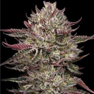 Chicken N’ Wafflez (Humboldt Seed Company) Feminized