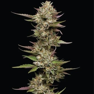 Moon Fog (Humboldt Seed Company) Feminized