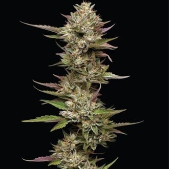Moon Fog (Humboldt Seed Company) Feminized