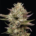 Moon Fog (Humboldt Seed Company) Feminized