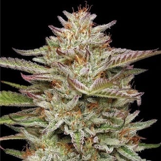 Banana OG Auto (Humboldt Seed Company) Feminized