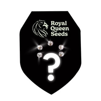 Feminized Mystery Zaden 5 (Royal Queen Seeds)
