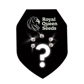 Autoflower Mystery Zaden 5 (Royal Queen Seeds)
