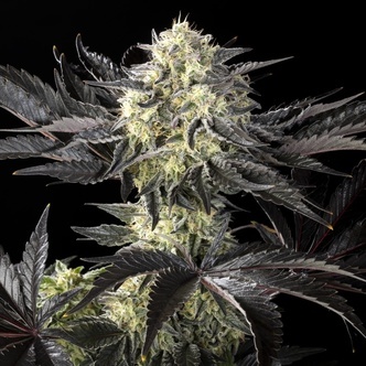 Zoap Rosé (Kannabia) Feminized