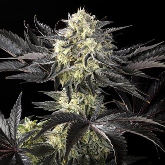 Zoap Rosé (Kannabia) Feminized