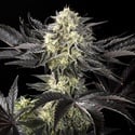 Zoap Rosé (Kannabia) Feminized