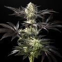 Zoap Rosé (Kannabia) Feminized