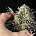 Zoap Rosé (Kannabia) Feminized