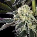 Zoap Rosé (Kannabia) Feminized