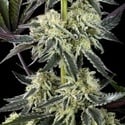 Zoap Rosé (Kannabia) Feminized