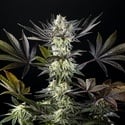 Zoap Rosé (Kannabia) Feminized