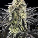 Zoap Rosé (Kannabia) Feminized