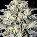 Zoap Rosé (Kannabia) Feminized