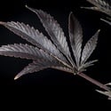 Zoap Rosé (Kannabia) Feminized
