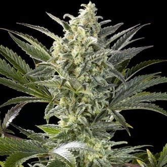Clementine Slush (Kannabia) Feminized