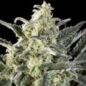 Clementine Slush (Kannabia) Feminized
