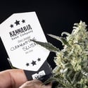 Clementine Slush (Kannabia) Feminized
