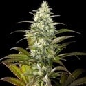 Clementine Slush (Kannabia) Feminized