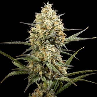 Clementine Slush (Kannabia) Feminized