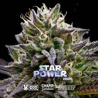 Star Power (BSF Seeds x Moon Rock) Feminized