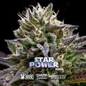 Star Power (BSF Seeds x Moon Rock) Feminized