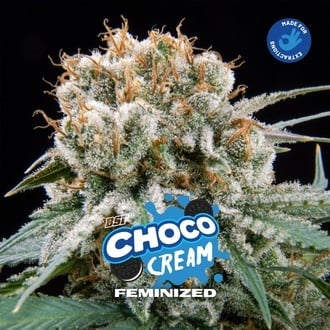 Choco Cream (BSF Seeds) Feminized