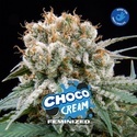 Choco Cream (BSF Seeds) Feminized
