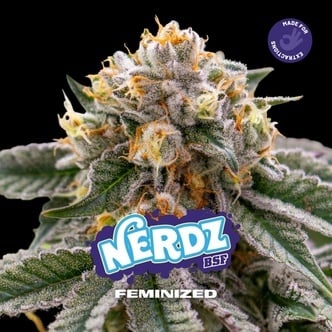 Nerdz (BSF Seeds) Feminized
