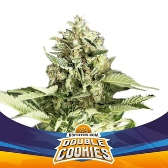 Double Cookies Auto (BSF Seeds) Feminized