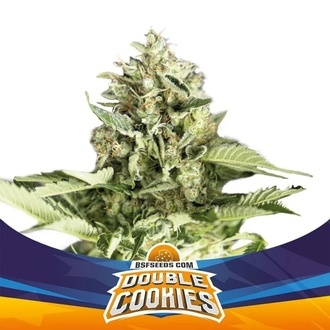 Double Cookies Auto (BSF Seeds) Feminized