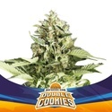 Double Cookies Auto (BSF Seeds) Feminized