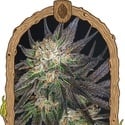 Georgia Cream (Exotic Seed) Feminized