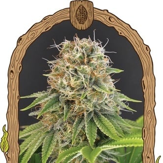 Wedding Monkey (Exotic Seed) Feminized