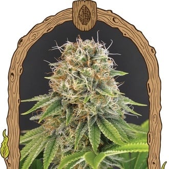 Wedding Monkey (Exotic Seed) Feminized