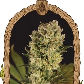 Candy Jungle Auto (Exotic Seed) Feminized