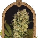 Candy Jungle Auto (Exotic Seed) Feminized