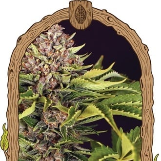 ZZZ... (Exotic Seed) Feminized