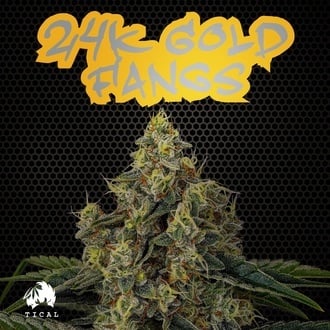24K Gold Fangs (TICAL) feminized