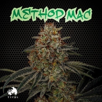 Method Mac (TICAL) Feminized