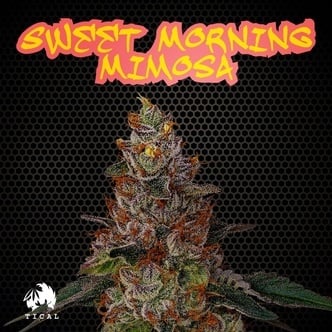 Sweet Morning Mimosa (TICAL) Feminized