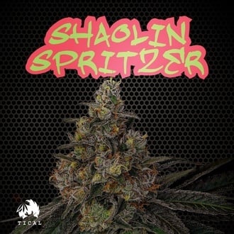 Shaolin Spritzer (TICAL) Feminized