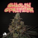 Shaolin Spritzer (TICAL) Feminized