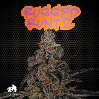 Rugged Runtz (TICAL) Feminized