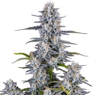 Super Boof Auto (FastBuds) Feminized