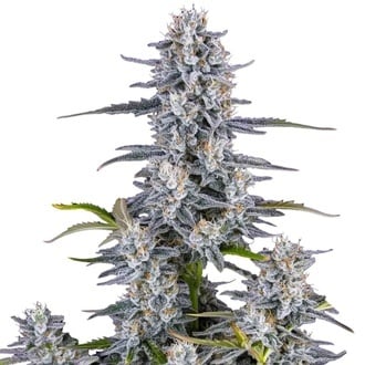 Super Boof Auto (FastBuds) Feminized